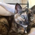 Photo of Pepper