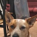 Photo of Arlo ~ Cattle Dog X (On Trial 26/6/2018)