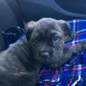 Photo of Jasmine ** Adorable In Every Way **