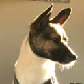 Photo of Coby ๐