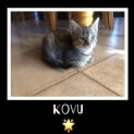 Photo of Kovu