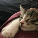 Photo of Ozzie
