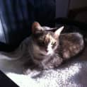 Photo of Miss Monroe (Meow Meow)
