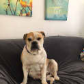 Photo of Gypsy The Bulldog
