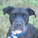 Photo of Misty ~ Wolfhound X (On Trial 19/7/2018)