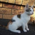 Photo of Shandie