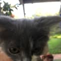 Photo of Top Cat