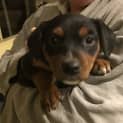 Photo of 7 Week Old Kelpie Puppies