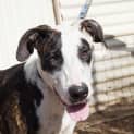 Photo of Patch