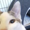Photo of Lucky Prince The Uniquely Special Kitten!