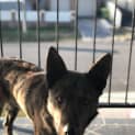Photo of Banjo