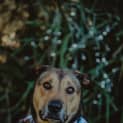 Photo of Truffle ~ Husky X Staffy (On Trial 25/7/2018)