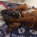 Photo of Ruby ~ Kelpie X Staffy (On Trial 12/8/18)