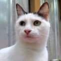 Photo of Zowie  Purrfect Match Cat Adoptions 