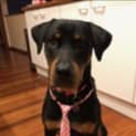 Photo of Elle (On Adoption Trial)