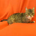 Photo of Sassie