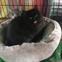 Photo of Missy Moo (Ca V18 122)