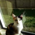 Photo of Titania