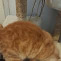 Photo of Copper