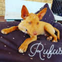 Photo of Rufus  *Adoption Pending*