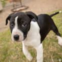 Photo of Pepsi ~ Adorable Bull Arab X Catahoula Puppy