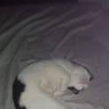 Photo of Moo