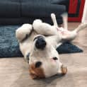 Photo of Rocco ~ Bullmastif X Great Dane (On Trial 6/8/18)