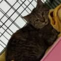 Photo of Marienette 