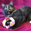 Photo of Millie