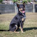 Photo of Rex ~ Kelpie X Cattle Dog (On Trial 9/9/18)