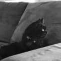 Photo of Dakota π