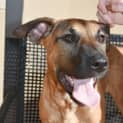 Photo of Dahlia ** Absolute Angel Puppy **