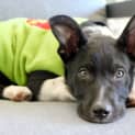 Photo of Jezz ~ Cattle Dog X Bc Puppy (On Trial 22/8/18)
