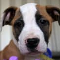Photo of Lillian ~ Mastiff X Puppy (On Trial 14/9/18)