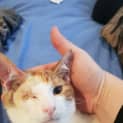 Photo of Rufus 