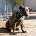 Photo of Phoebe ~ Staffy X Lab Puppy (On Trial 31/8/18)