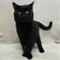 Photo of Baggins