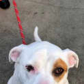Photo of Sarge