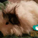 Photo of Billygoat (Desexed Male)