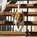 Photo of Junior ~ Cute 6yo Foxy (On Trial 17/3/19)