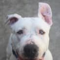 Photo of Bruce