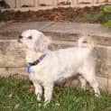 Photo of Buffy ~ 10yo Maltese (On Trial 12/9/18)