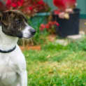 Photo of Foxy ** Just Needs A Chance **