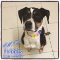 Photo of Pebbles ~ 9 Yr Old Boxer X (On Trial 06/10/20) 