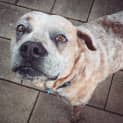 Photo of Spuds Mackenzie~Cattle X Mastiff On Trial 18/10/18