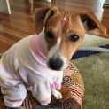 Photo of Milly Our Lap Dog 