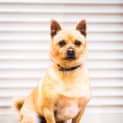 Photo of Buddy
