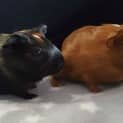 Photo of Tiger And Bear (Indoor Home Only)