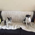 Photo of Roxy And Rufus Our Adorable Pair