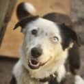 Photo of Bindi
